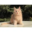 Кот мейн-кун Excellence Excellence