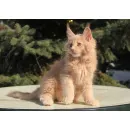 Кот мейн-кун Excellence Excellence