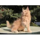 Кот мейн-кун Excellence Excellence