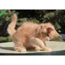 Кот мейн-кун Excellence Excellence