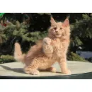 Кот мейн-кун Excellence Excellence