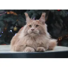 Кот мейн-кун Excellence Excellence