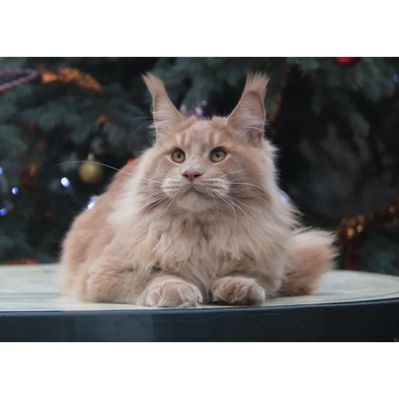 Кот мейн-кун Excellence Excellence
