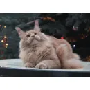 Кот мейн-кун Excellence Excellence