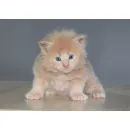 Кот мейн-кун Excellence Excellence