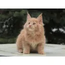 Кот мейн-кун Excellence Excellence