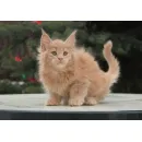 Кот мейн-кун Excellence Excellence