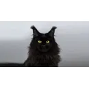 Кошка  мейн-кун Excellence Isolda