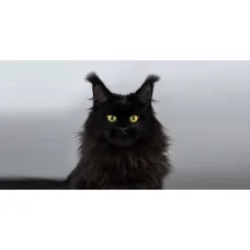 Кошка мейн-кун Excellence Isolda