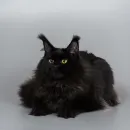 Кошка  мейн-кун Excellence Isolda