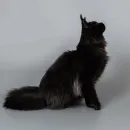 Кошка  мейн-кун Excellence Isolda