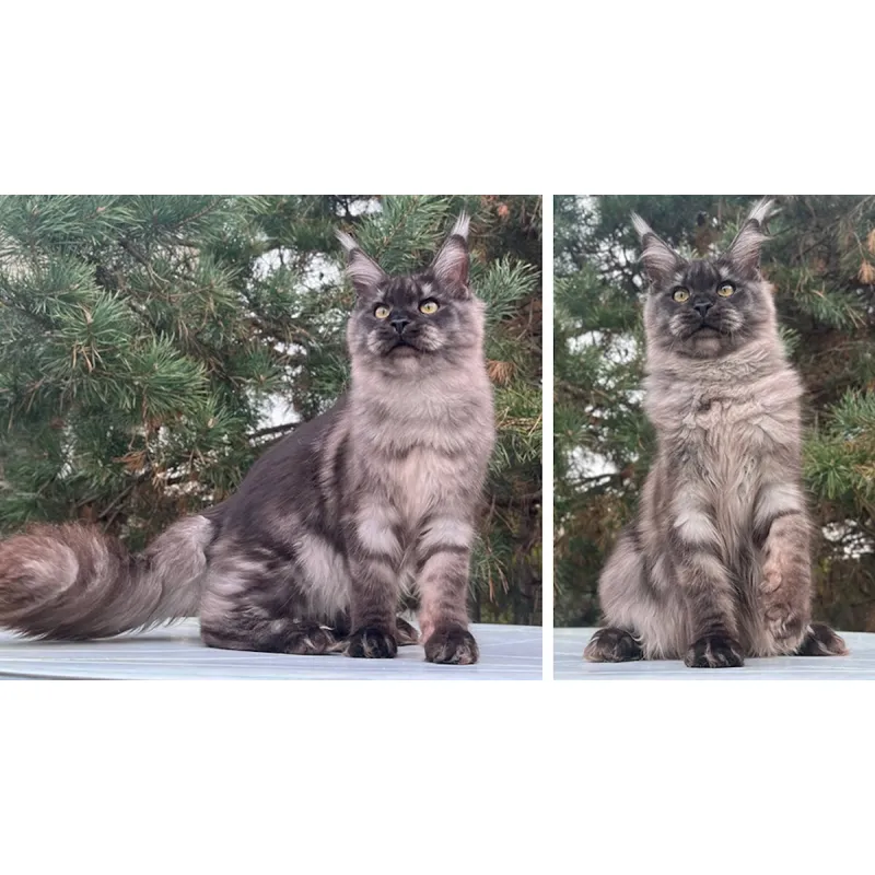 Кошка мейн-кун Excellence Laura