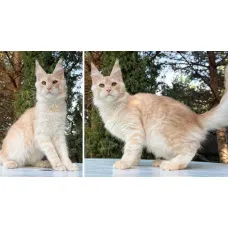 Кот мейн-кун Excellence Nikifor