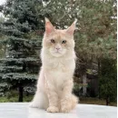 Кот мейн-кун Excellence Sebastian