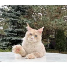 Кот мейн-кун Excellence Sebastian