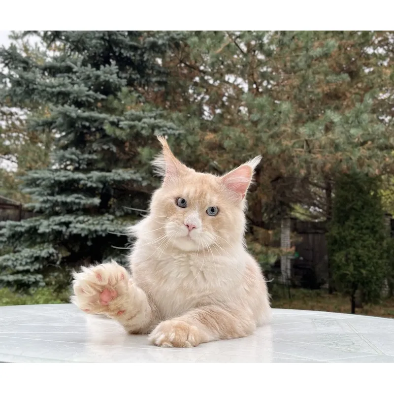 Кот мейн-кун Excellence Sebastian