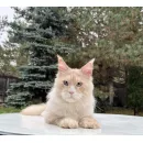 Кот мейн-кун Excellence Sebastian