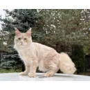 Кот мейн-кун Excellence Sebastian