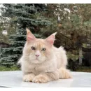 Кот мейн-кун Excellence Sebastian