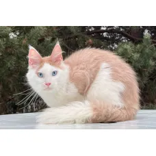 Кот мейн-кун Excellence Senator