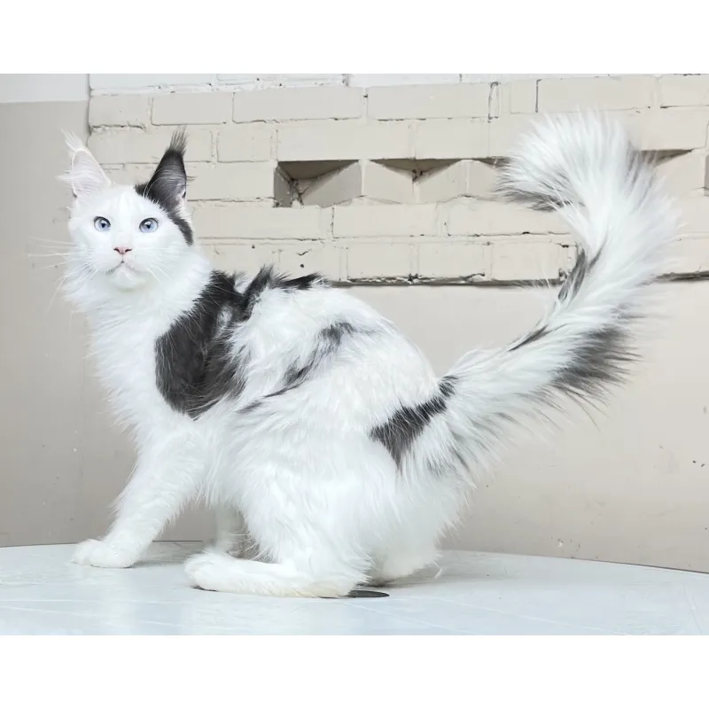 Кошка мейн-кун Excellence Serafima