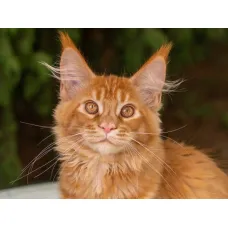 Кошка мейн-кун Excellence Wlasta