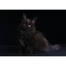 Кошка мейн-кун RU*Sunshine Emotions X - Naomi