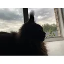 Кошка мейн-кун RU*Sunshine Emotions X - Naomi