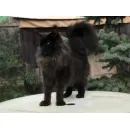 Кошка мейн-кун RU*Sunshine Emotions X - Naomi