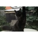 Кошка мейн-кун RU*Sunshine Emotions X - Naomi