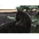Кошка мейн-кун RU*Sunshine Emotions X - Naomi