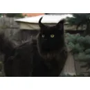 Кошка мейн-кун RU*Sunshine Emotions X - Naomi