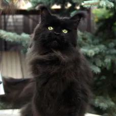 Кошка мейн-кун RU*Sunshine Emotions X - Naomi