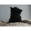 Кошка мейн-кун RU*Sunshine Emotions X - Naomi
