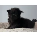 Кошка мейн-кун RU*Sunshine Emotions X - Naomi