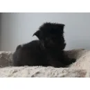 Кошка мейн-кун RU*Sunshine Emotions X - Naomi