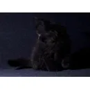 Кошка мейн-кун RU*Sunshine Emotions X - Naomi