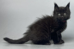achilles