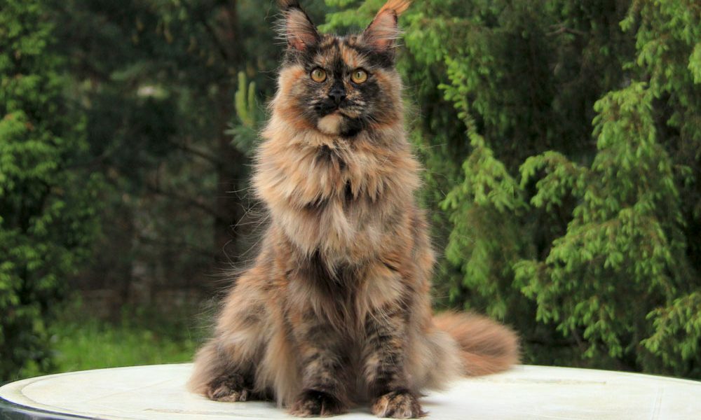 Кошка мейн-кун / Maine Coon female